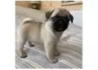 PUG PUPPIES FOR ADOPTION NEAR ME 