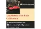 Buy Authentic Taxidermy in California | Taxidermy Warehouse