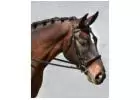 Finding the Perfect Dressage Bridle for Your Horse with Bobby's English Tack