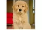 Buy Golden Retriever Dog
