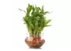 Buy Bamboo Plants Online from Green Decor at Best Prices