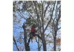 Best Service for Tree Removal in Munford