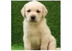 Labrador Retriever Puppies For Sale Delhi