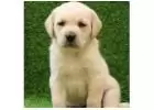 Labrador Retriever Puppies For Sale Delhi