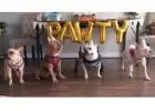 Best Dog Parties in Short Pump
