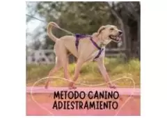 Método canino adiestramiento Digital - Ebooks