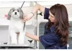 Best Service for Mobile Dog Grooming in Beverly Hills