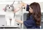 Best Service for Mobile Dog Grooming in Beverly Hills