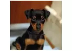 Miniature Pinscher Puppy For Sale In Delhi