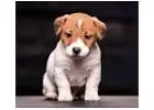 Jack Russell Terrier Puppy For Sale In Delhi