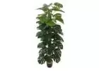 Breathe Life into Your Space in Australia with LifeLike Artificial Trees