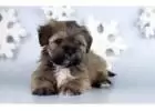 lhasa apso puppy for sale in delhi NCR