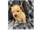  Best Scottish Terrier Puppies for Sale