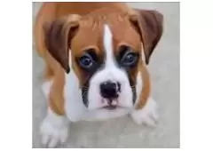 boxer puppies for sale delhi