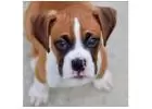 boxer puppies for sale delhi