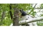 Best Service for Tree Removal in Staines-upon-Thames
