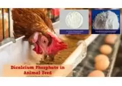 IMPROVE LIVESTOCK HEALTH WITH DICALCIUM PHOSPHATE FOR CATTLE