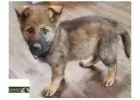 Adorable German Shepherd Puppies Ready for Loving Homes