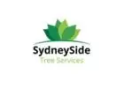 Tree Services in Sydney by SydneySide– Your One-Stop Solution for Comprehensive Tree Care