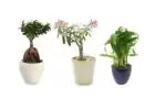 Buy Plants Online In Delhi to Enhance Your Space with Indoor Plants