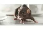 Fast & Safe Rodent Control: Get Rid of Rats Quickly