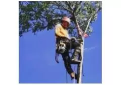 Want Best service for Tree Services in Ringwood?