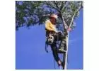 Want Best service for Tree Services in Ringwood?