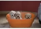 Mini Cockapoo Puppy Breeders