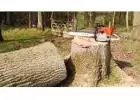 Woodland Workers: Professional Tree Felling Services in West Midlands